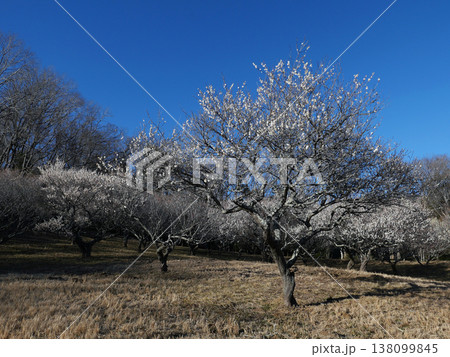 2月茨城県民の森。突然目の前に梅林が広がった。一瞬、華やかな光景に心を奪われた。 138099845