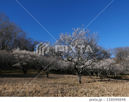 2月茨城県民の森。突然目の前に梅林が広がった。一瞬、華やかな光景に心を奪われた。 138099846