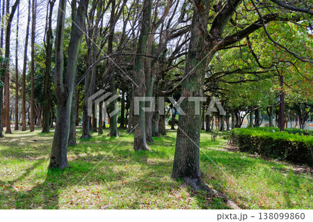 庄内緑地公園の街路樹 庄内緑地公園の街路樹 138099860