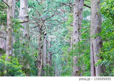 世界遺産　熊野古道　大門坂 138099895