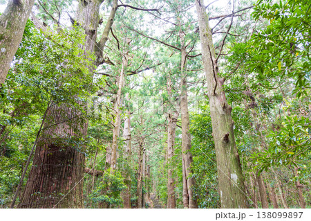 世界遺産 熊野古道 大門坂 世界遺産 熊野古道 大門坂 138099897