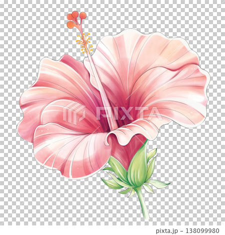 Pink hibiscus flower watercolor tropical botanical clipart isolated 138099980