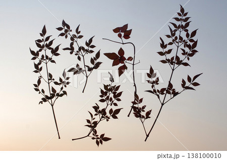 空飛ぶ葉っぱ。果てしなく広がる大空。悠々と葉っぱが舞っている、無重力の世界。無限の広がり。 空飛ぶ葉っぱ。果てしなく広がる大空。悠々と葉っぱが舞っている、無重力の世界。無限の広がり。 138100010