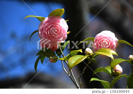 咲き始めたオトメツバキ 138100045