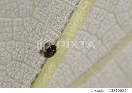 生き物　紺風　ヒメダルマハナカメムシ、体長一、五から二ミリ弱。暖地性のヒメハナカメムシです 138100224