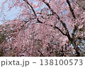 京都御苑のしだれ桜 138100573