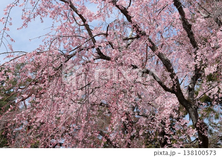 京都御苑のしだれ桜 138100573