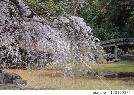 京都 近衛邸跡のしだれ桜 京都 近衛邸跡のしだれ桜 138100574
