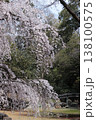 京都　近衛邸跡のしだれ桜 138100575