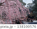 京都御所のしだれ桜 138100576