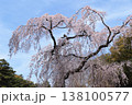 京都御苑　出水のしだれ桜 138100577