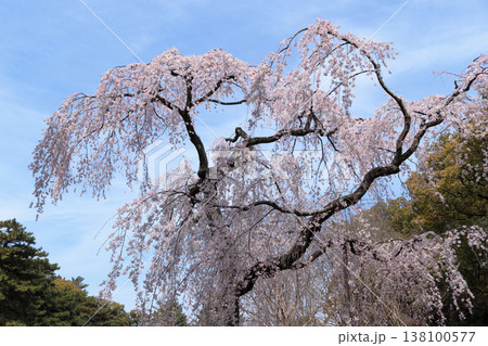 京都御苑 出水のしだれ桜 京都御苑 出水のしだれ桜 138100577