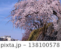 京都　鴨川の桜 138100578