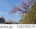 京都　鴨川の桜 138100579