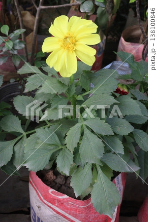 dahlia flower plant on farm for harvest dahlia flower plant on farm for harvest 138100846