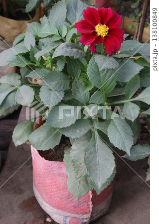 dahlia flower plant on farm for harvest dahlia flower plant on farm for harvest 138100849