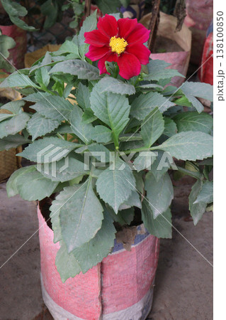 dahlia flower plant on farm for harvest 138100850