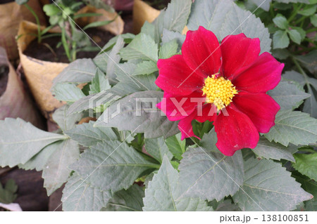 dahlia flower plant on farm for harvest 138100851