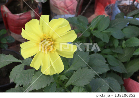 dahlia flower plant on farm for harvest 138100852