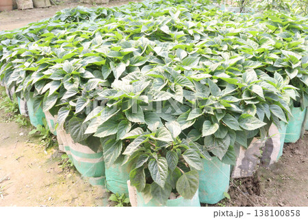 dahlia flower plant on farm for harvest 138100858