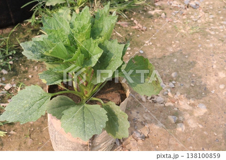 dahlia flower plant on farm for harvest dahlia flower plant on farm for harvest 138100859