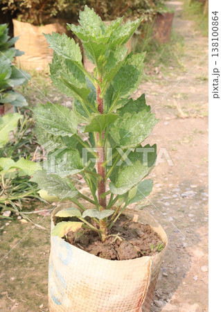 dahlia flower plant on farm for harvest dahlia flower plant on farm for harvest 138100864