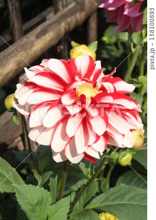 dahlia flower plant on farm for harvest dahlia flower plant on farm for harvest 138100893