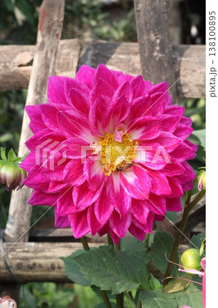 dahlia flower plant on farm for harvest 138100895