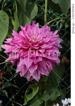 dahlia flower plant on farm for harvest 138100902