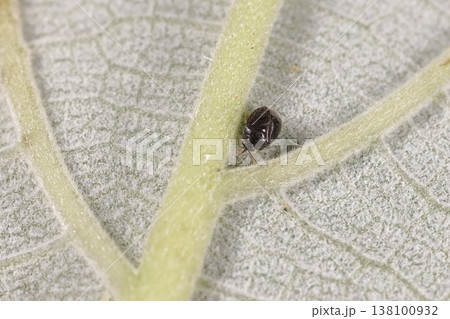 生き物　紺風　ヒメダルマハナカメムシ、ヒメヨコバイやキジラミなどを捕食する益虫とされています 138100932