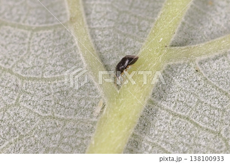 生き物　紺風　ヒメダルマハナカメムシ、黒い体に黄色い脚。腰が折れたような独特の形 138100933