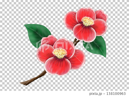 枝とツバキのカラーイラスト 138100963