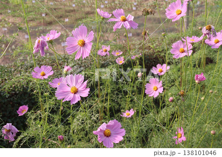pink colored garden cosmos flower 138101046