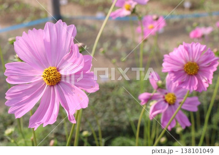 pink colored garden cosmos flower pink colored garden cosmos flower 138101049