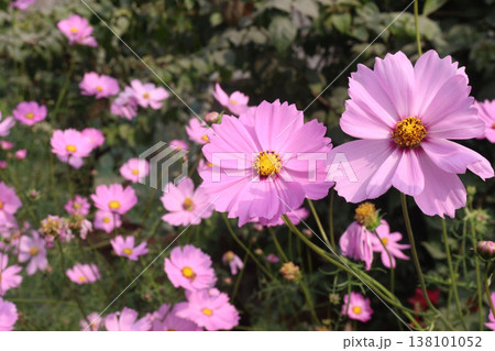 pink colored garden cosmos flower 138101052