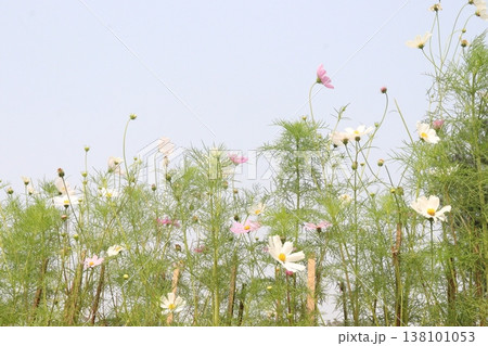 pink colored garden cosmos flower pink colored garden cosmos flower 138101053