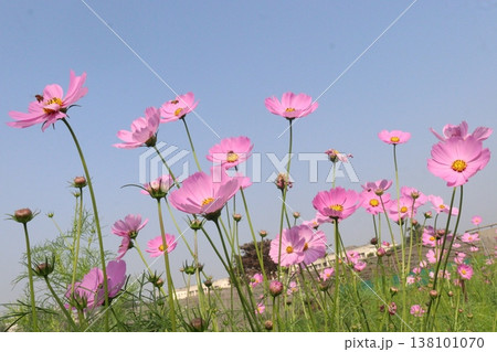 pink colored garden cosmos flower pink colored garden cosmos flower 138101070