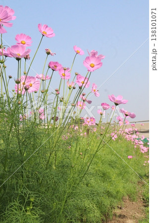 pink colored garden cosmos flower 138101071