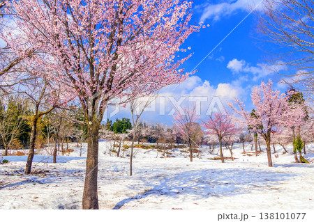 早春の青空に映える雪上桜 138101077
