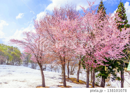 桜のある雪の風景 138101078