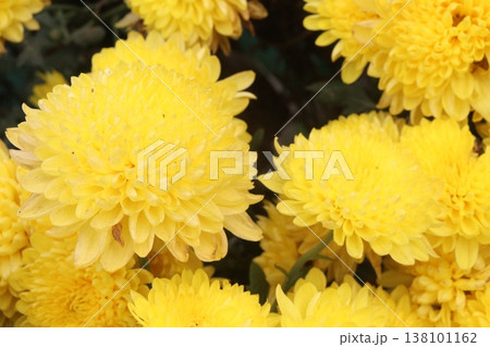 Chrysanthemum flower plant on pot in farm Chrysanthemum flower plant on pot in farm 138101162