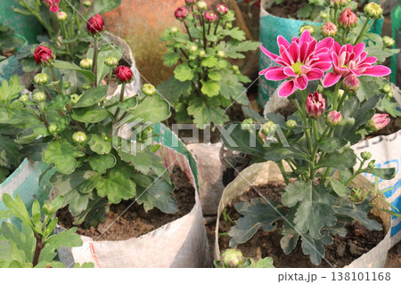 Chrysanthemum flower plant on pot in farm Chrysanthemum flower plant on pot in farm 138101168