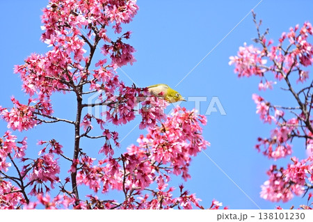 オカメ桜とメジロ オカメ桜とメジロ 138101230