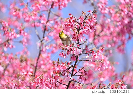 オカメ桜とメジロ 138101232
