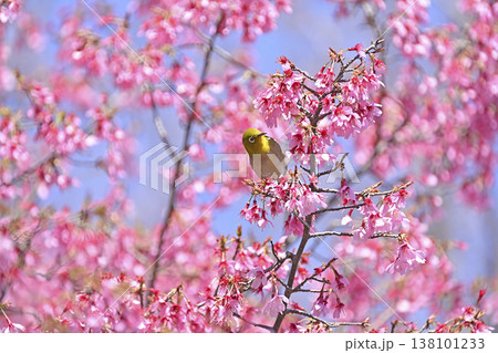 オカメ桜とメジロ 138101233