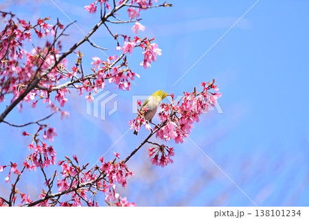 オカメ桜とメジロ 138101234