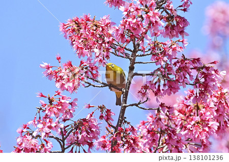 オカメ桜とメジロ オカメ桜とメジロ 138101236