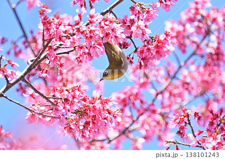 オカメ桜とメジロ 138101243