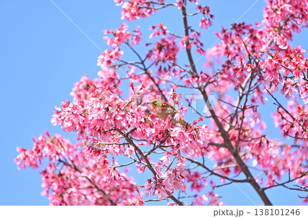 オカメ桜とメジロ 138101246