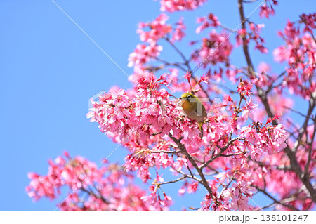 オカメ桜とメジロ オカメ桜とメジロ 138101247